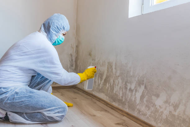 Mold Remediation specialist working in Auburn